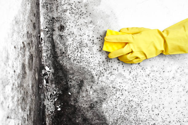 Best Mold Removal Company Near Me  in Stony Point, NC