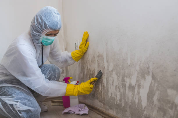 Mold Removal and Inspection in Stony Point, NC