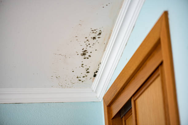 Best Mold Removal and Inspection  in Stony Point, NC