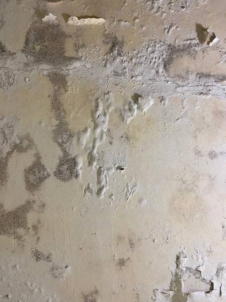 Best Certified Mold Removal  in Stony Point, NC