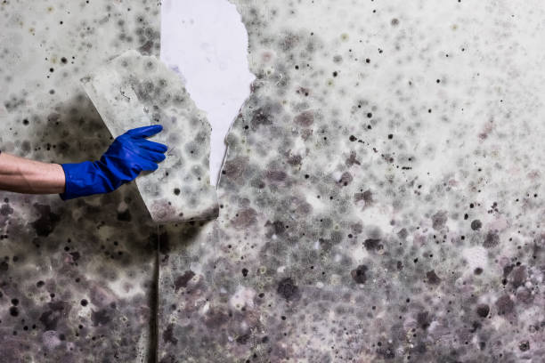 Professional Mold Removal in Stony Point, NC